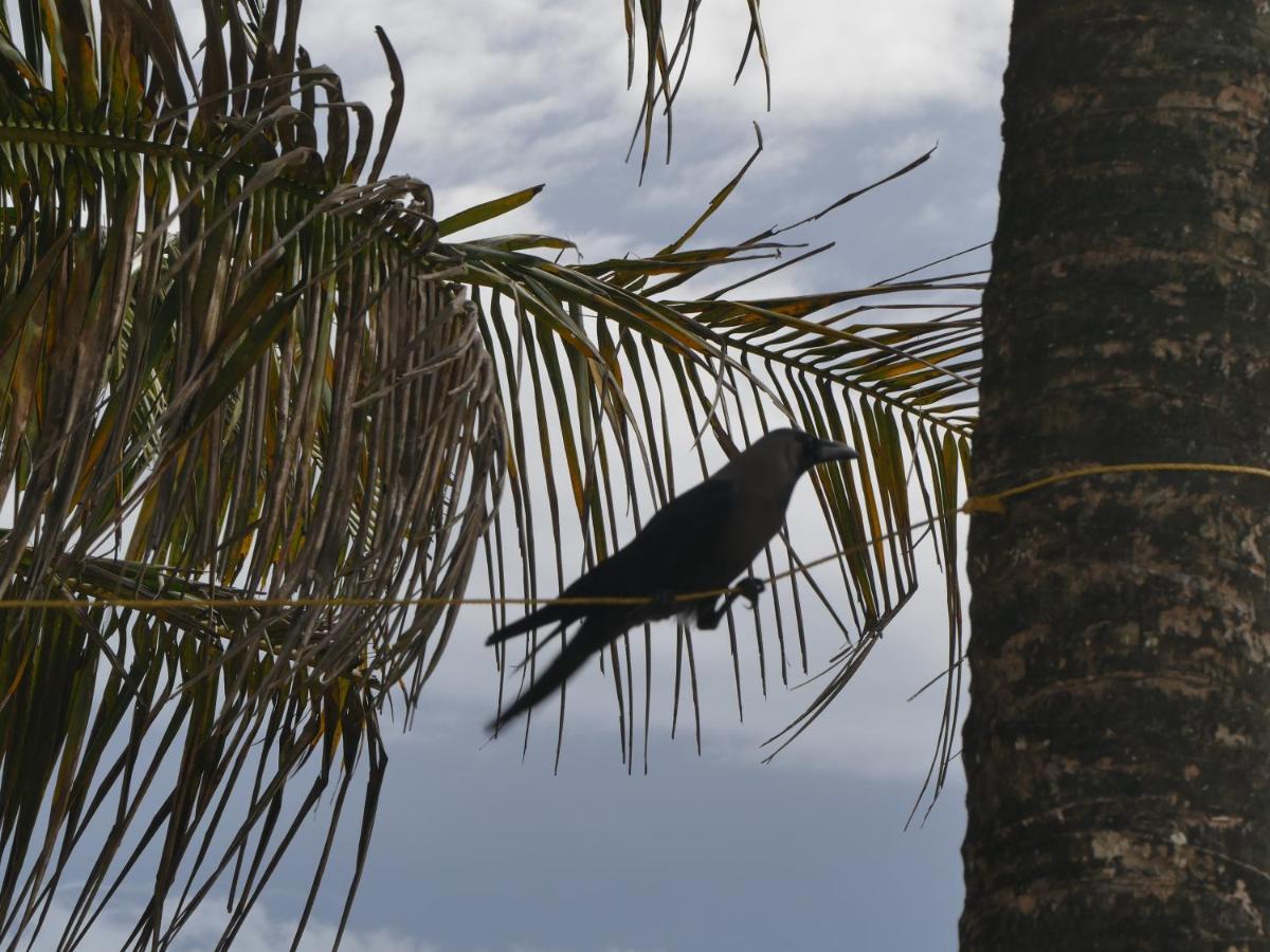 Marari Sealap Beach Villas Mararikulam Exteriér fotografie